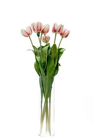 TULIPA HOLANDESA