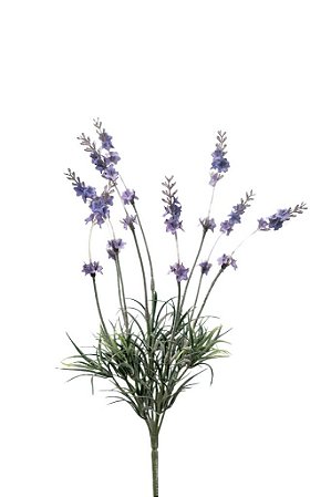 LAVANDA