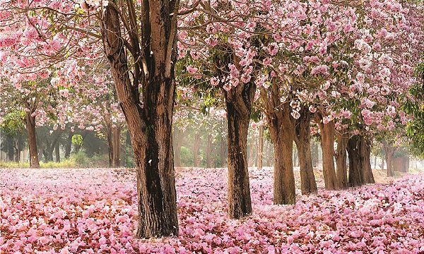 Painel para decoração de festa em tecido cerejeiras rosa