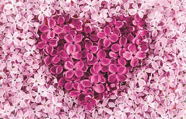 Fundo Fotográfico em tecido flores coração