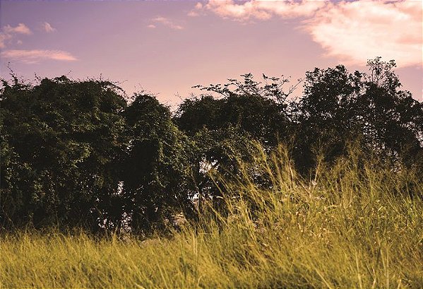 Fundo Fotográfico em tecido Paisagem by Carol Carvalho