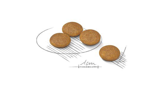 Ração Royal Canin para Cães Adultos Raças Pequenas Mini Dermacomfort