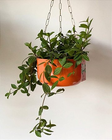 Cachepô Metálico Cuia 22 com Corrente 54cm Dourada