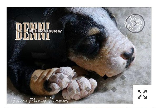 Sinal para Pré Ordem de Kit Escultora Filhote - Pet Benni, o Labrador; by Simon Laurens - A PARTIR DE 25/05/2025 -  MATERIAL REBORN - TUDO PARA REBORN