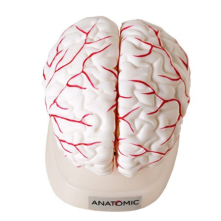 Cérebro 8 Partes Em Corte Semi Emborrachada Em Resina Anatomic