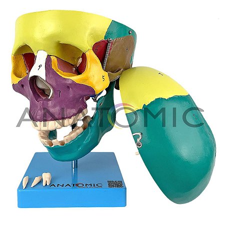 Crânio Didático Colorido 5 Partes Tamanho Natural Anatomic