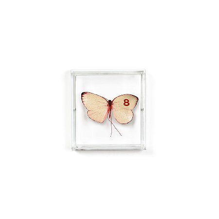 Quadro Acrílico Botânica - Borboleta Rosa