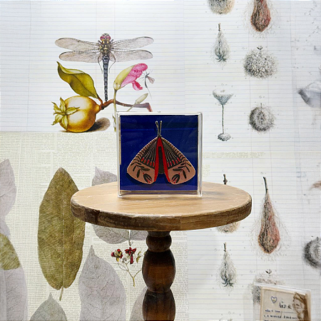 Quadro Acrílico Pinus - Borboleta Bege Fundo Azul