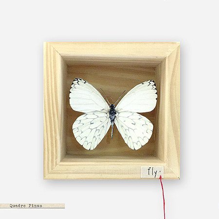 Quadro Caixa Pinus - Borboleta