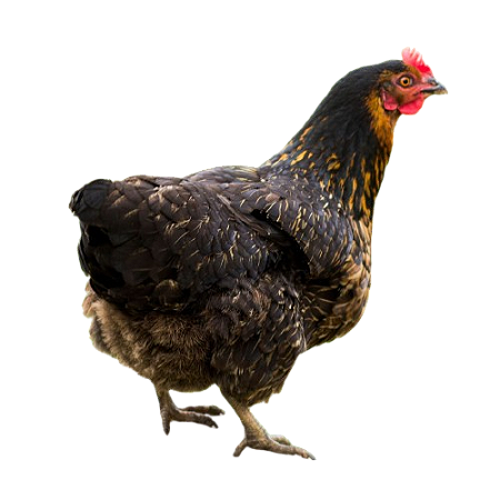 OVOS DE CAIPIRA MELHORADO