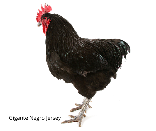 OVOS GIGANTE NEGRO JERSEY