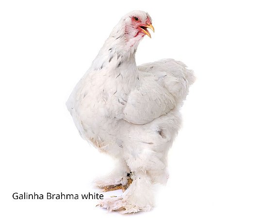OVOS GALADOS BRAHMA WHITE