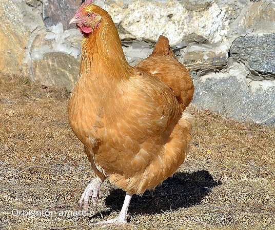 OVOS GALINHA ORPINGTON ANARELA