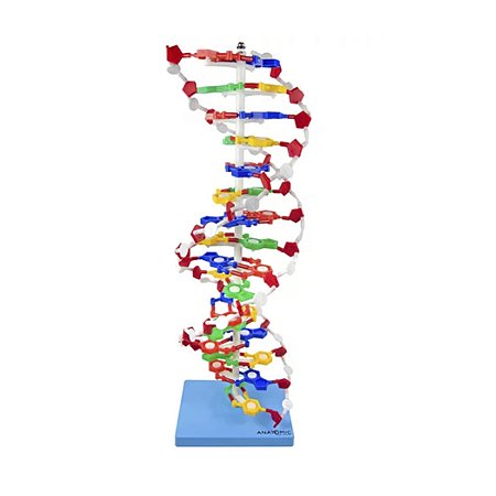 Dupla Hélice de DNA Humano Modelo Anatômico