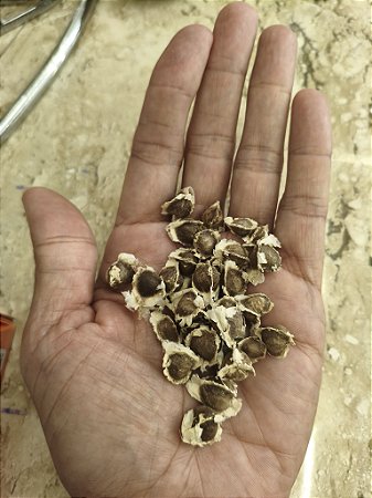 Sementes de Moringa Oleifera - 50 unidades