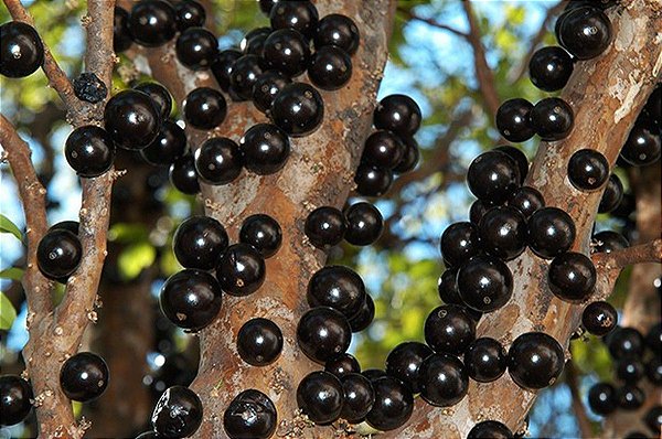 ESSÊNCIA  JABUTICABA 100ML