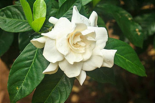 ESSÊNCIA  GARDÊNIA 100ML