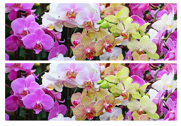 ORQUIDEA 003 FAIXA LATERAL (PAPEL ARROZ)