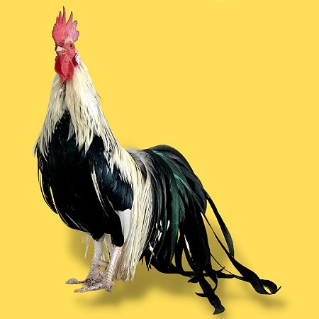 Fênix Prata - Ovo Galado