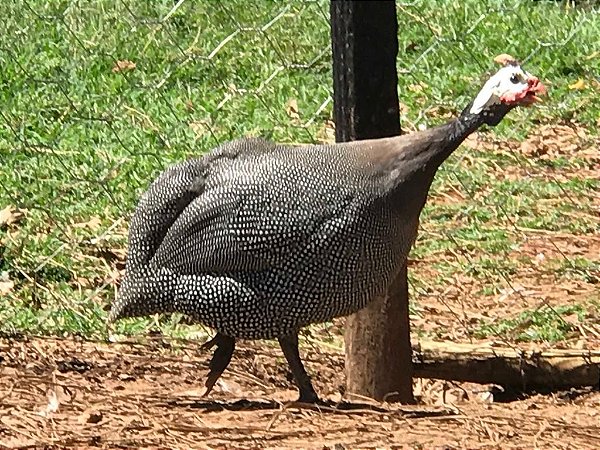 Angola Francesa  - Ovo Galado