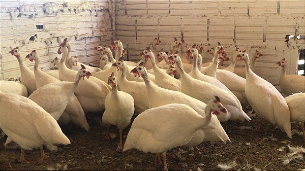 Angola Branca  - Ovo Galado