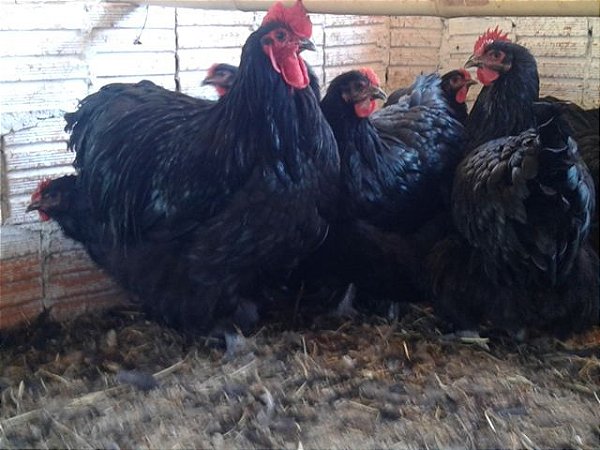 Orpington Negra - Ovo Galado