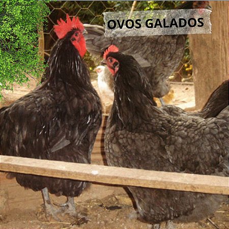 Orpington Azul - Ovo Galado
