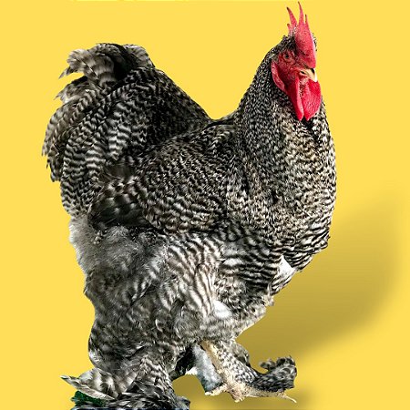 Cochinchina Barrada - Ovo Galado