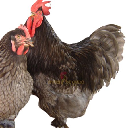 Cochinchina Azul - Ovo Galado