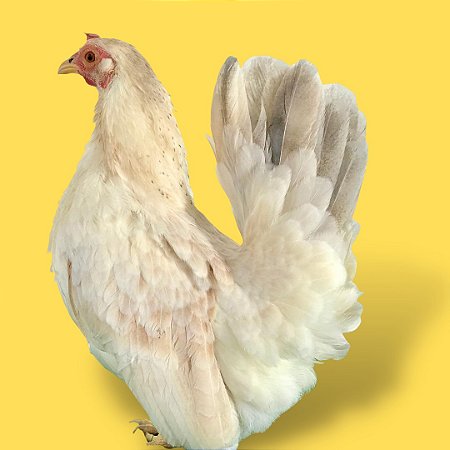 Nagasaki Branca - Ovo Galado