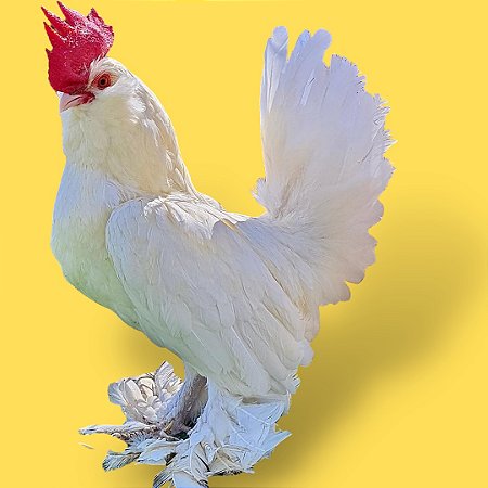 Belgian Branco - Ovo Galado