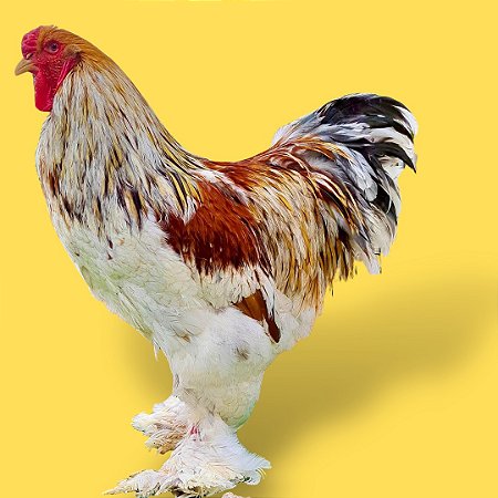 Brahma Red Marmorizado - Ovo Galado