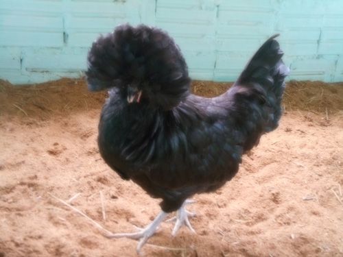 Polonesa Negra - Ovo Galado