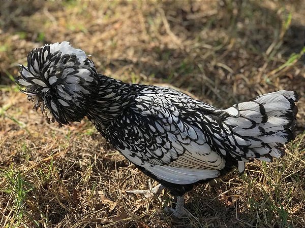 Polonesa Prata - Ovo Galado