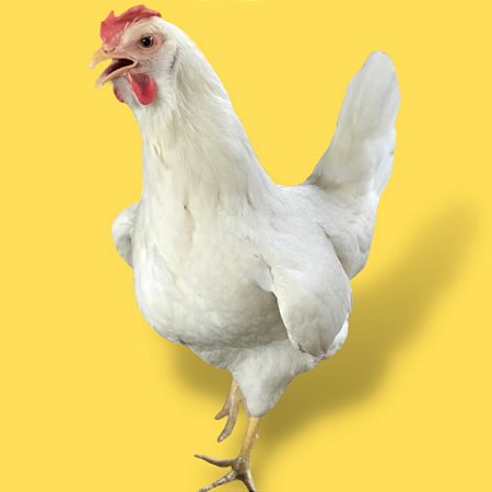 Rhode Island White (branco)  - Ovo Galado