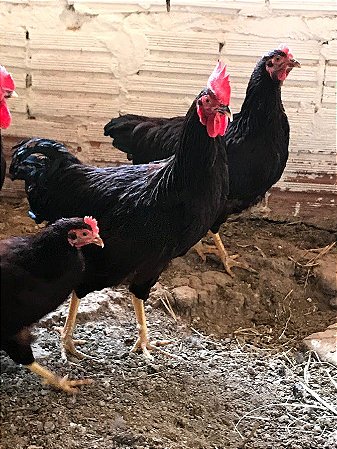 Mini Rhode Island Red - Ovo Galado