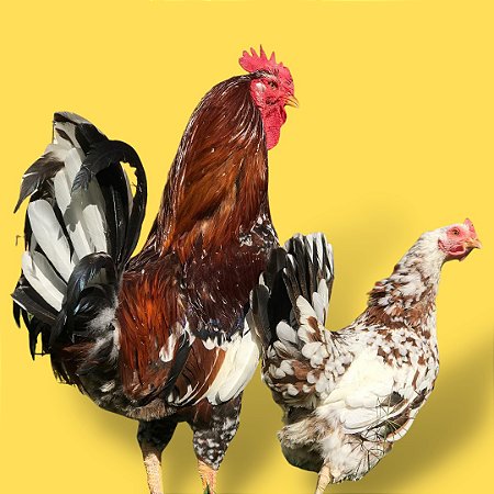 Músico Brasileiro  - Ovo Galado