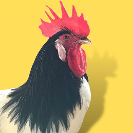 Lakenvelder Preto E Branco  - Ovo Galado