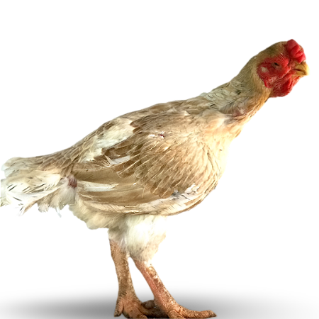 Índio Bico Curto - Ovo Galado
