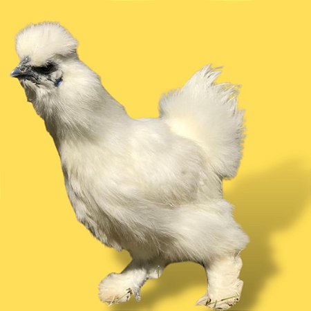 Sedosa Branca - Ovo Galado