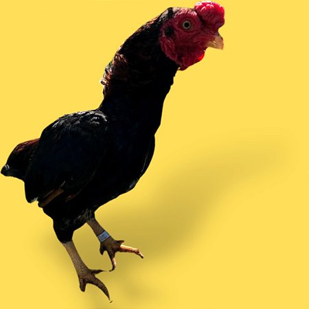 Ko-shamo Shibi  - Ovo Galado