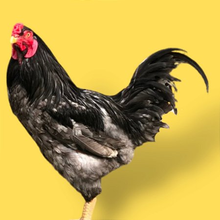 Cornish Azul - Ovo Galado