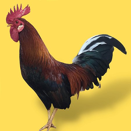Old Game - Ovo Galado