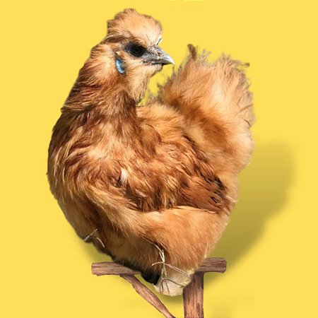 Sedosa Camurça - Ovo Galado