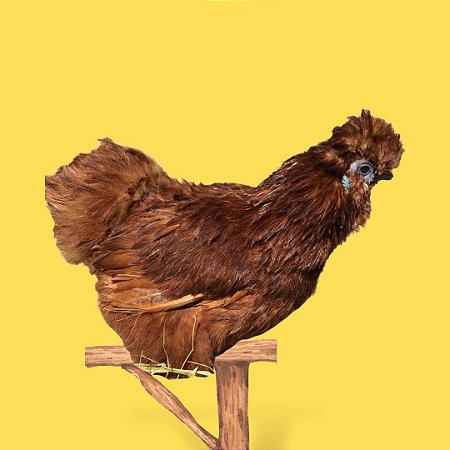 Sedosa Vermelha - Ovo Galado