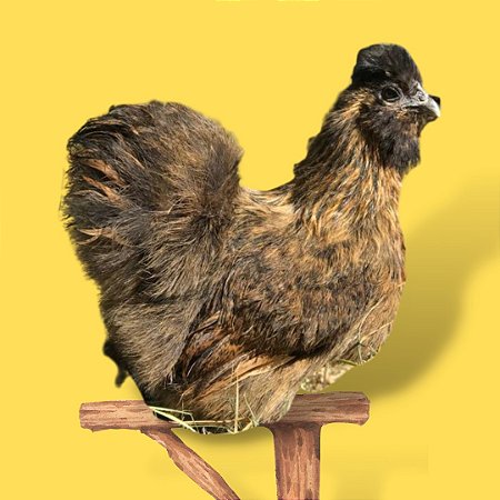 Sedosa Perdiz - Ovo Galado