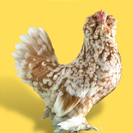 Belgian Mottled Amarelo - Ovo Galado