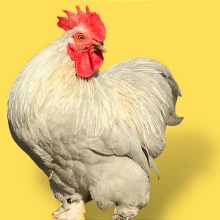 Mini Cochinchina Lavanda - Ovo Galado