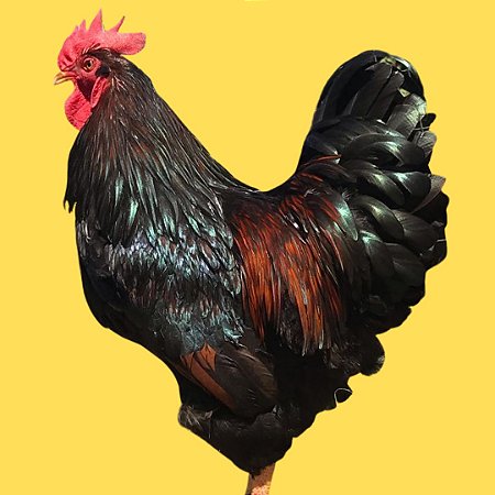 Barnevelder Dourada - Ovo Galado