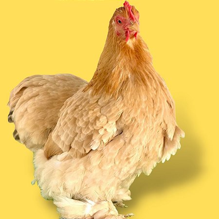 Mini Cochinchina Amarela - Ovo Galado